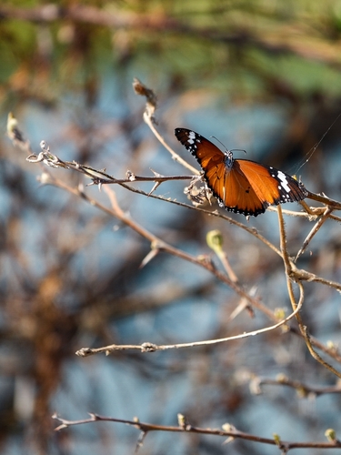 Plain Tiger Butterfly