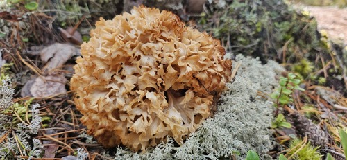 Cauliflower Fungus