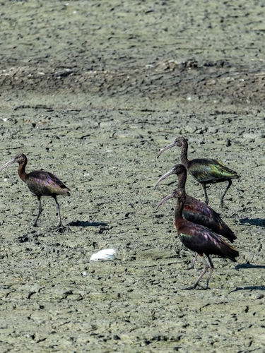 Glossy Ibis