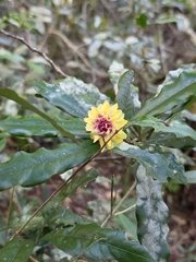 Eupomatia bennettii