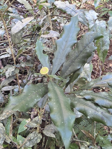 Eupomatia bennettii, photograph 2