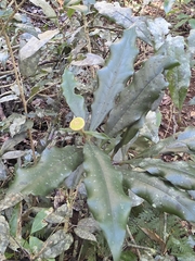 Eupomatia bennettii, photograph author not stated, no rights reserved