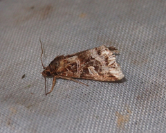 Callopistria exotica