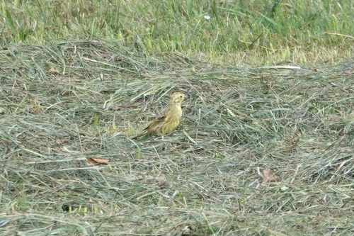 Yellowhammer