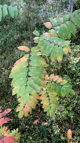 European mountain ash