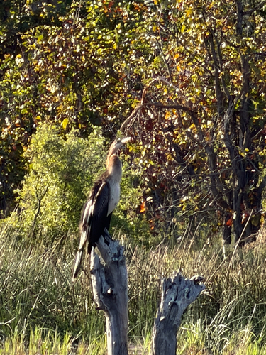 African Darter
