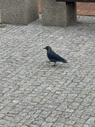 Eurasian Jackdaw
