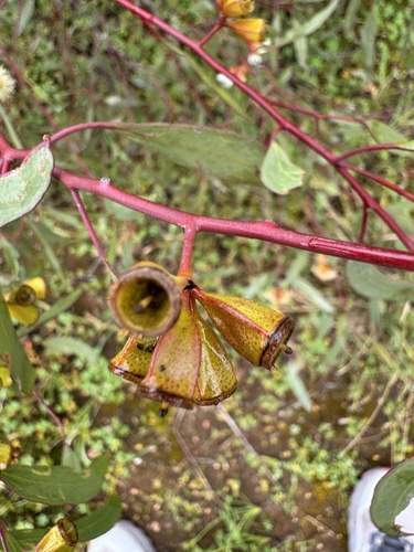 Eucalyptus calycogona observed 2026-09-13