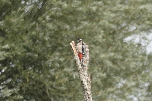 Great Spotted Woodpecker
