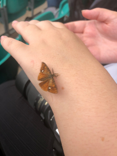 Rusty Tussock Moth