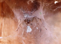 Agelena labyrinthica