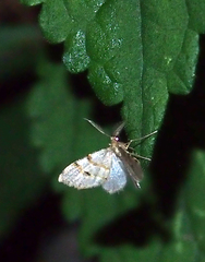Chrioloba perpusilla