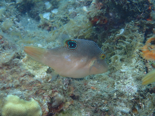 Canthigaster compressa observed 2026-09-12