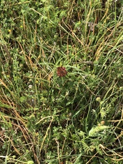 Tragopogon balcanicus