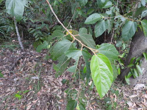 Commersonia bartramia, photograph 1