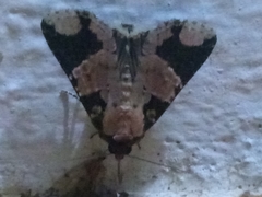 Condicinae