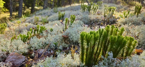 northern firmoss