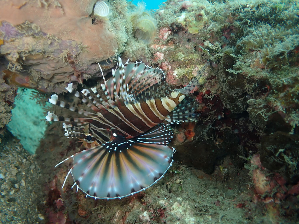 Zebra turkeyfish