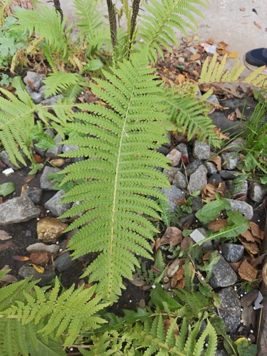 ostrich fern