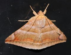 Buzara onelia