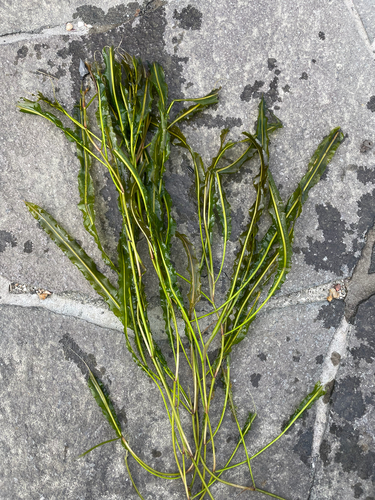 Potamogeton wrightii, photograph 3