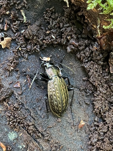 Granulated Ground Beetle