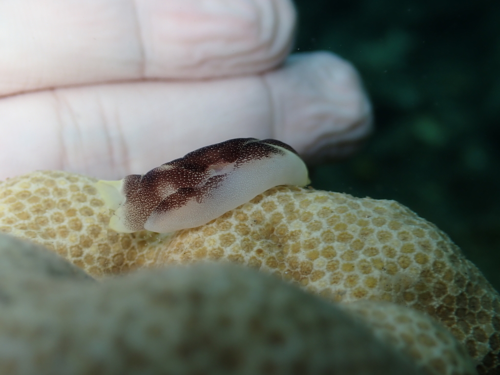 Lovely Headshield Slug