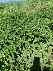 Urtica dioica