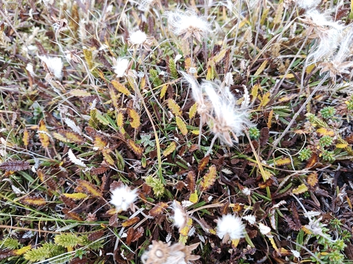 Eight-petal Mountain-Avens