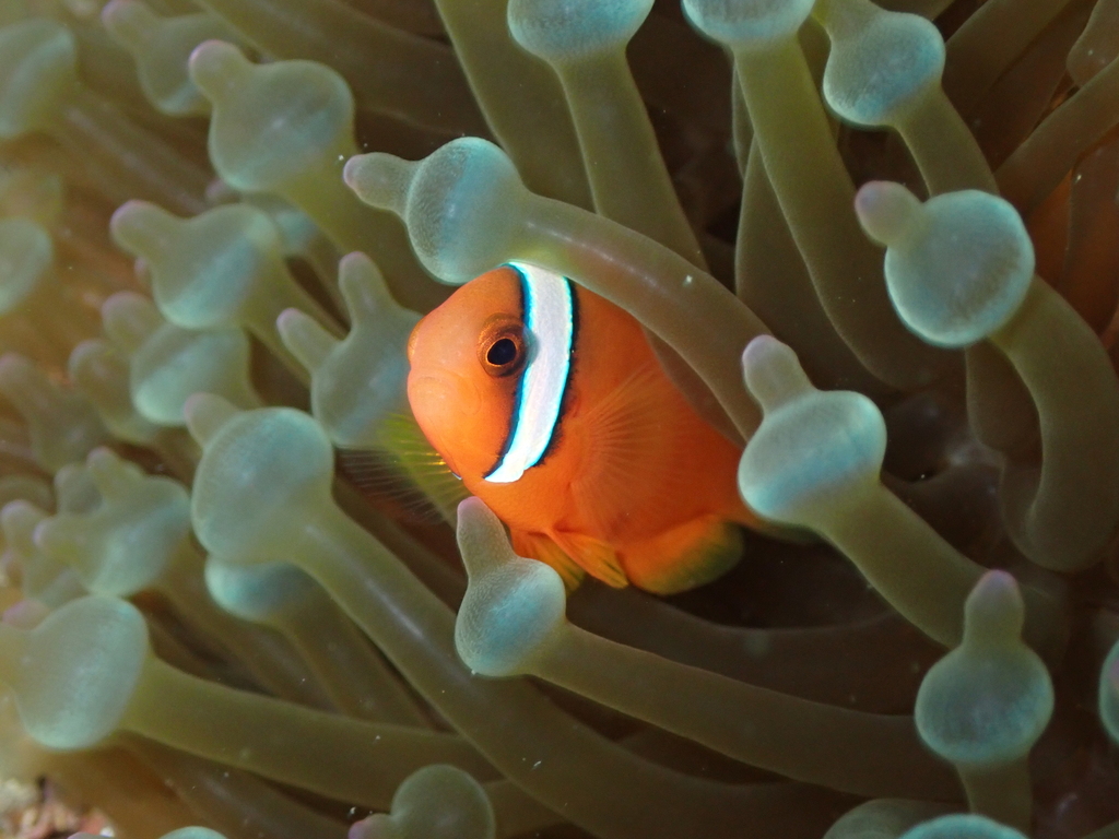 blackback anemonefish