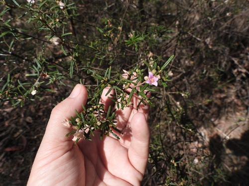 Boronia rosmarinifolia, photograph 6