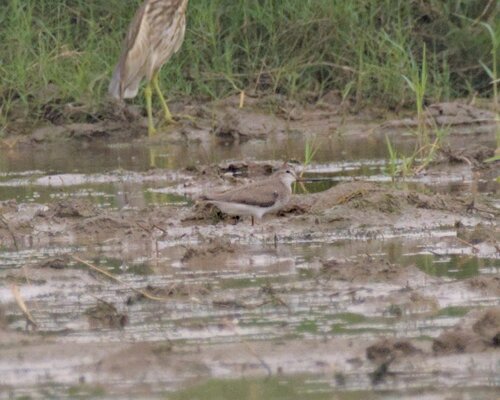 Terek Sandpiper