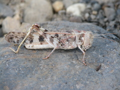 Dissosteira spurcata