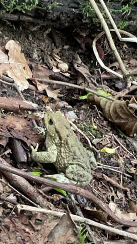 European Toad