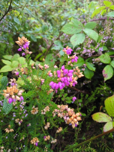 Bell Heather