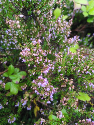 common heather