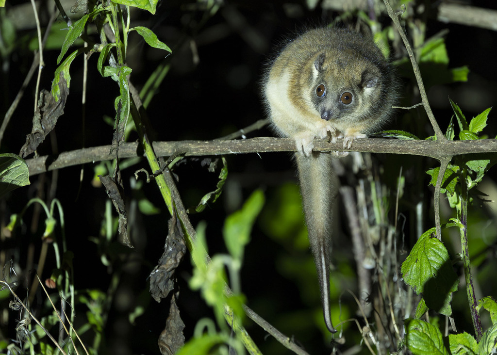 Vogelkop Ring-tailed Possum