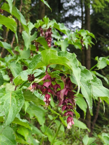 Himalayan honeysuckle
