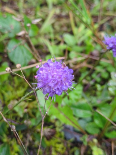 Devil's-bit Scabious