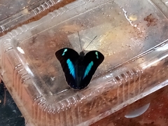 Archaeoprepona demophoon