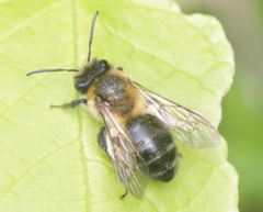Andrena scotica