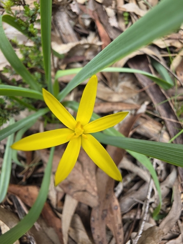 Pauridia vaginata, photograph 3