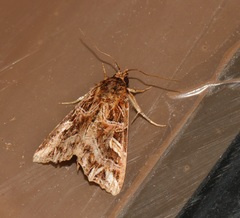 Callopistria exotica