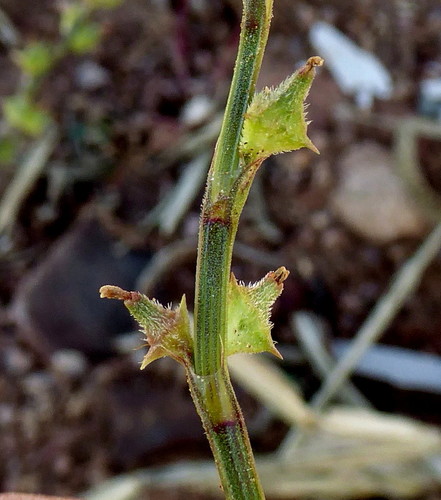 Oxygonum sinuatum image