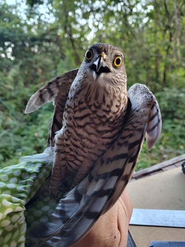 Eurasian Sparrowhawk