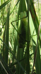 Orchelimum gladiator