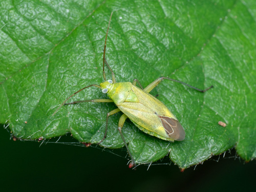 Potato Mirid
