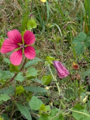 Malope trifida