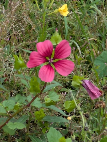 Malope trifida, photograph 2