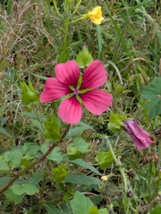 Malope trifida, photograph author not stated, no rights reserved